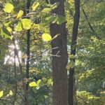 2024-10-12_CT-River-Sunderland-08