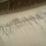 dji_2026-04-25_13-33-16_Pilgrim-First-Landing